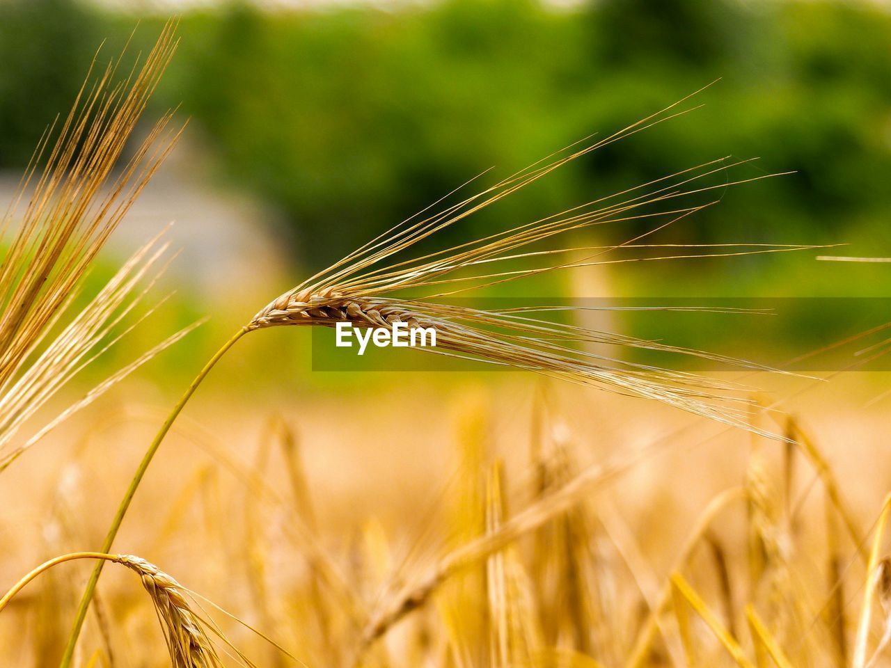 Close-up of wheat on field