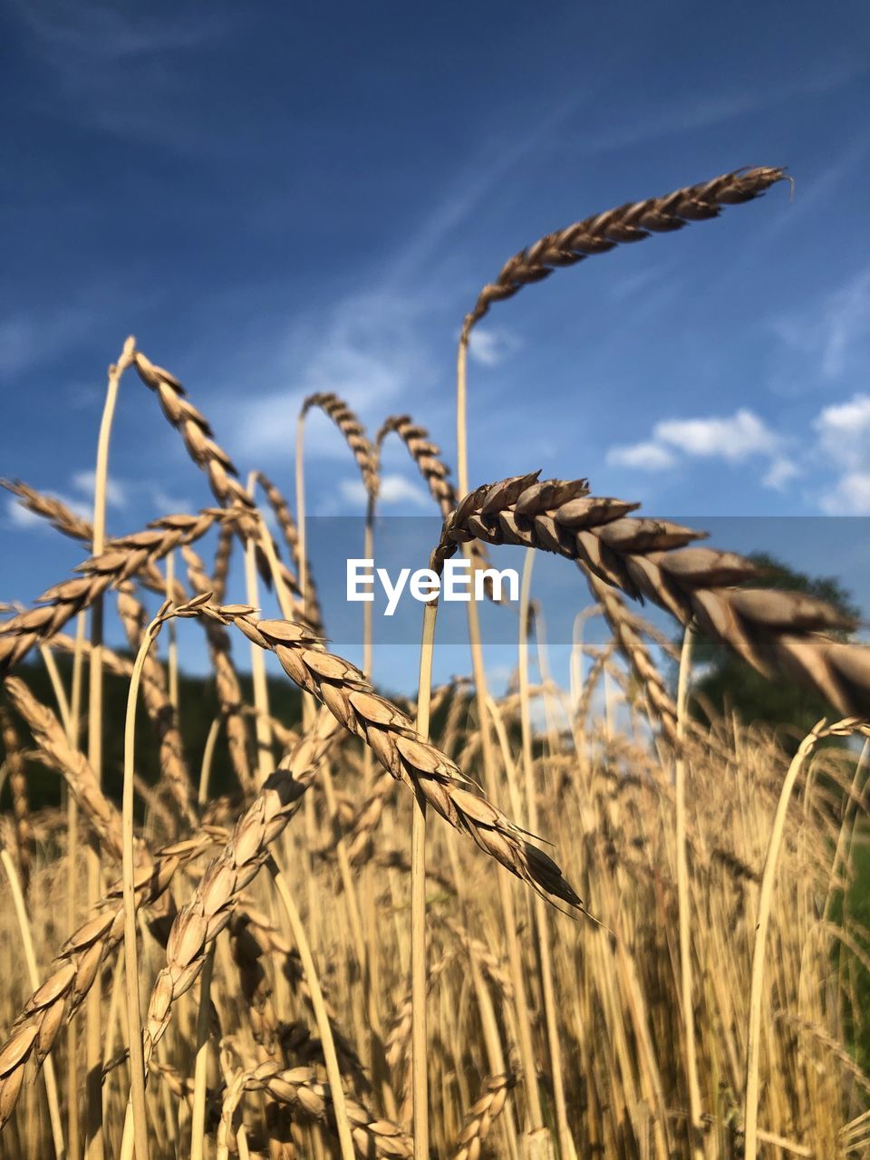 Close-up of stalks in field against sky