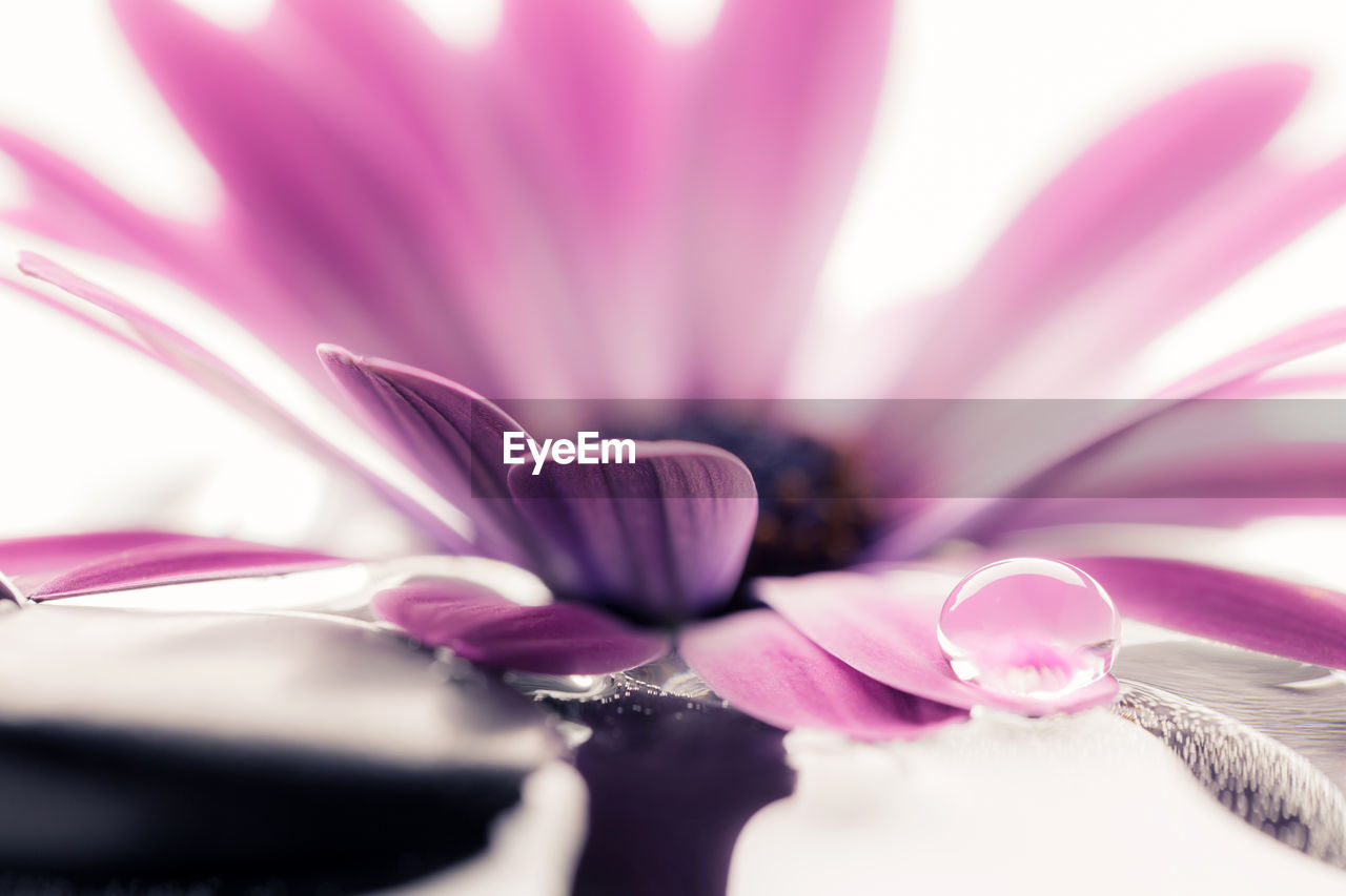 CLOSE-UP OF PINK FLOWER PETAL