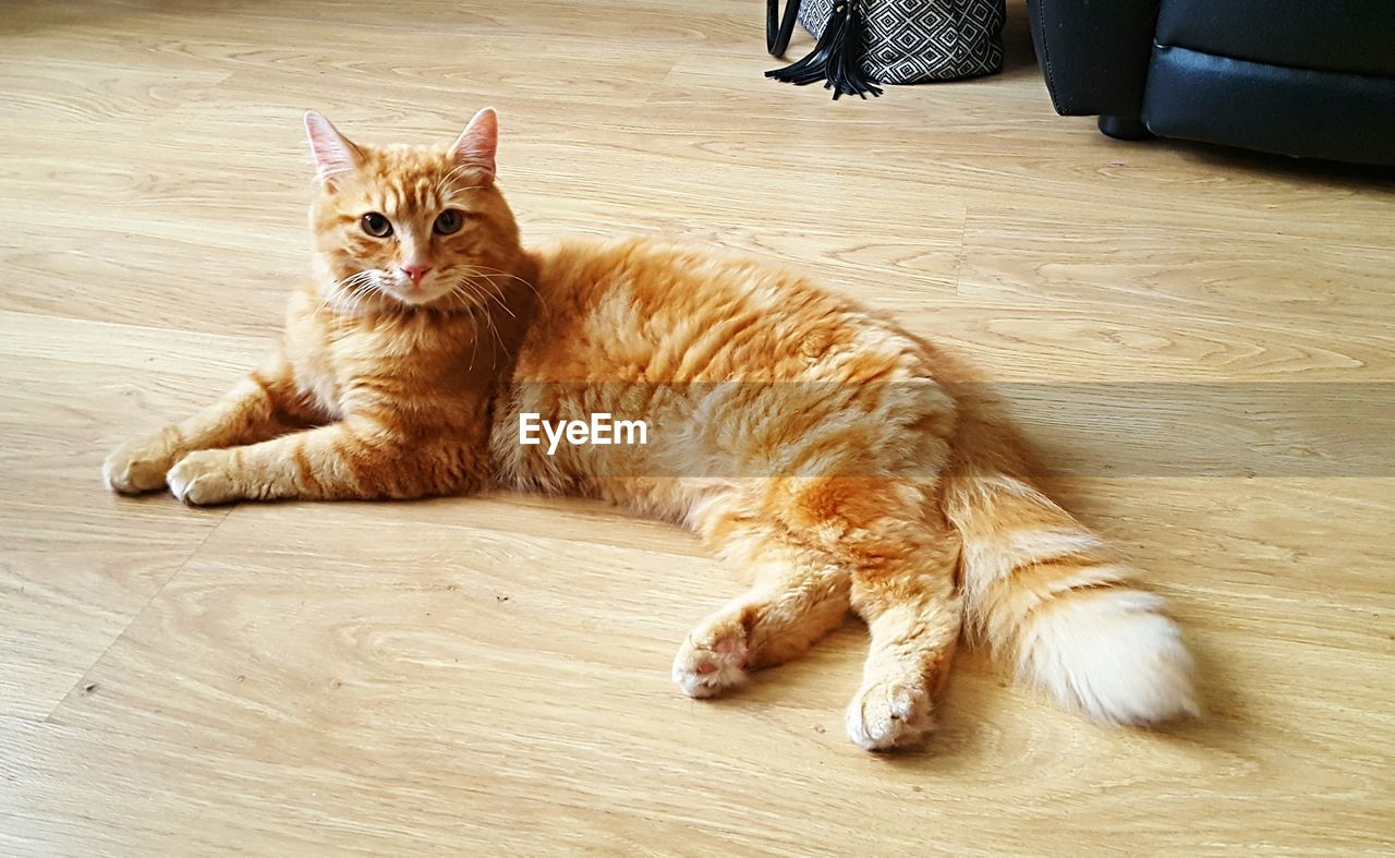 Portrait of ginger cat sitting on hardwood floor