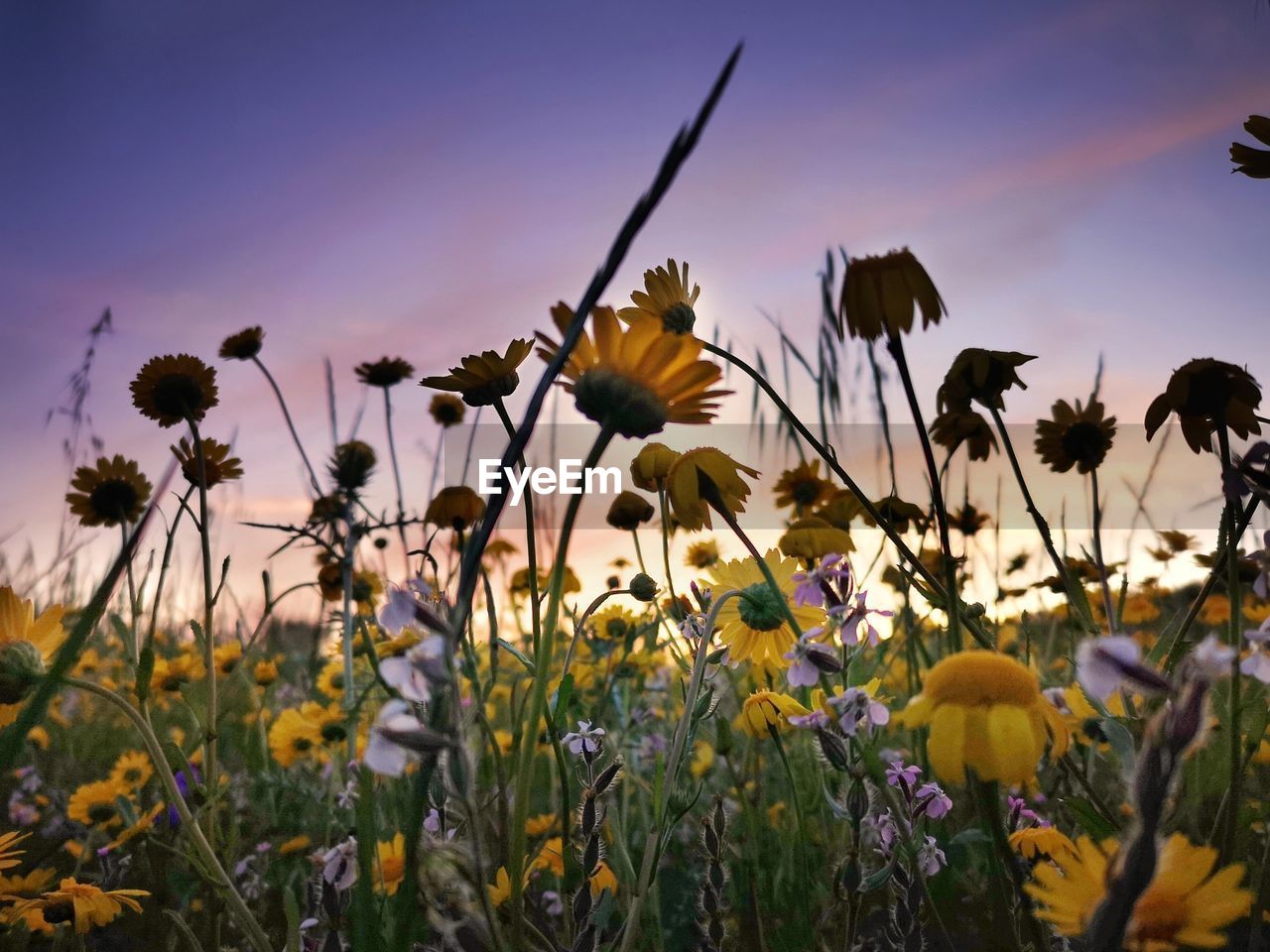 CLOSE-UP OF YELLOW FLOWERING PLANT AGAINST SKY