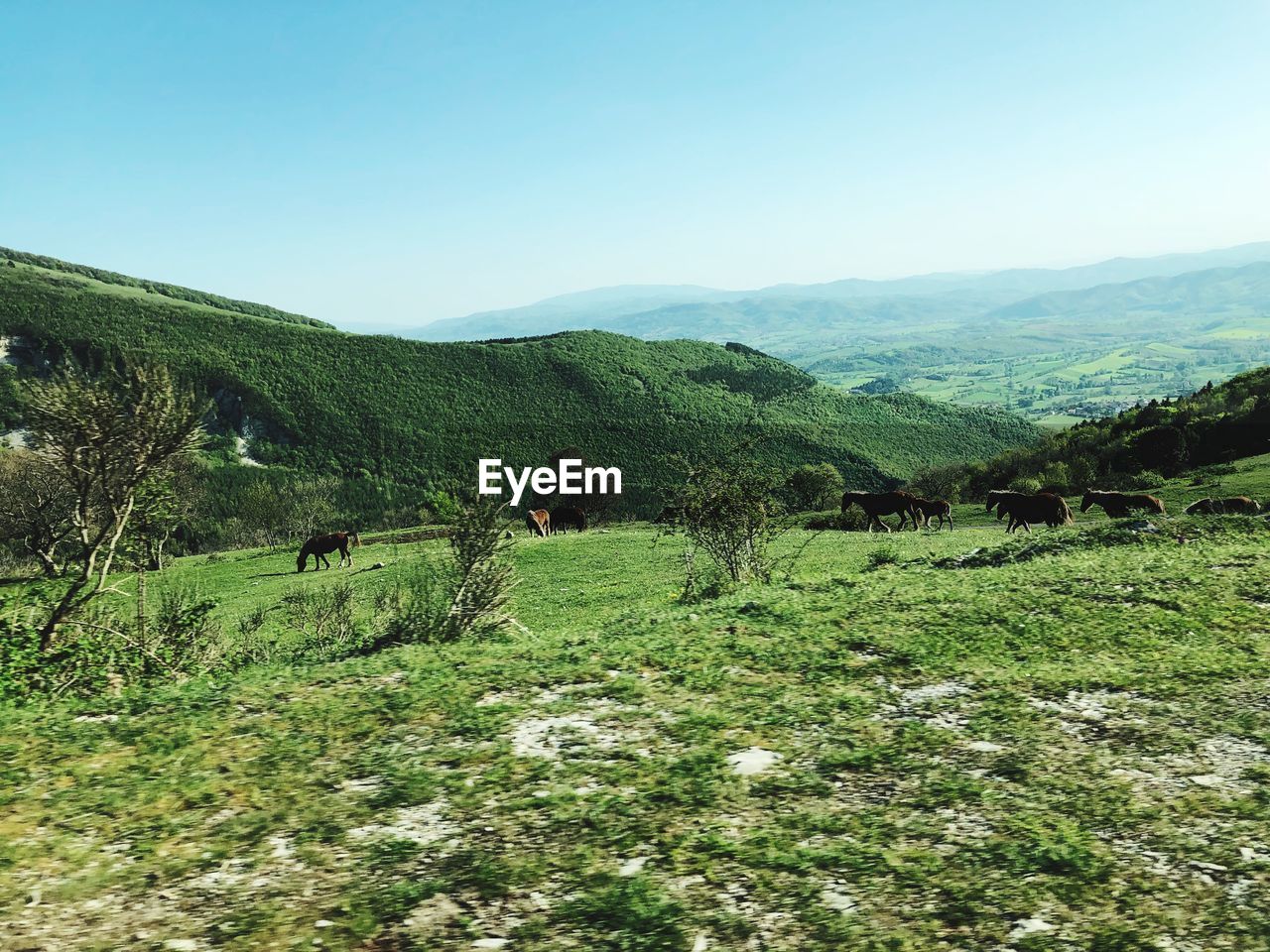 SCENIC VIEW OF GREEN LANDSCAPE AGAINST SKY