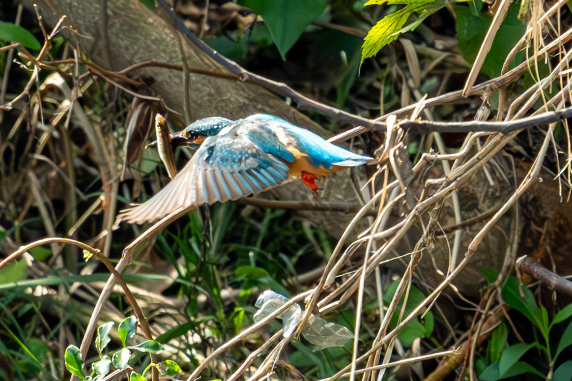 animal, animal themes, animal wildlife, bird, nature, wildlife, one animal, plant, tree, green, no people, branch, jungle, flower, land, day, beauty in nature, outdoors, leaf, perching, forest, plant part, parrot, focus on foreground