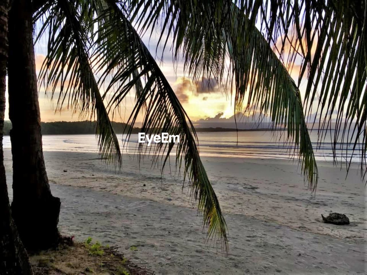 PALM TREES ON BEACH AGAINST SKY