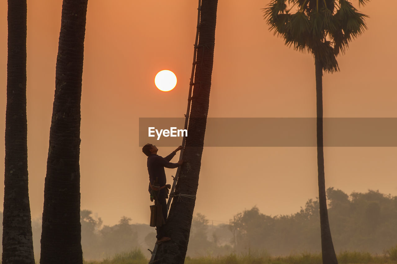 Man climbing on palm tree against clear sky during sunset