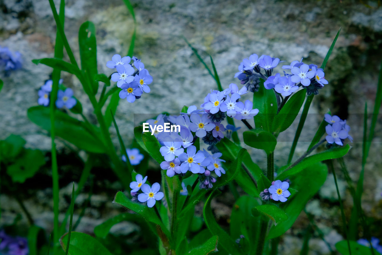 CLOSE-UP OF FLOWERING PLANTS