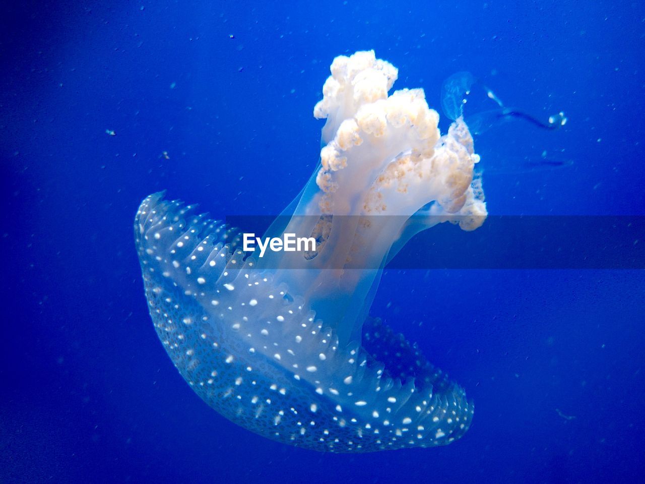 CLOSE-UP OF JELLYFISH SWIMMING