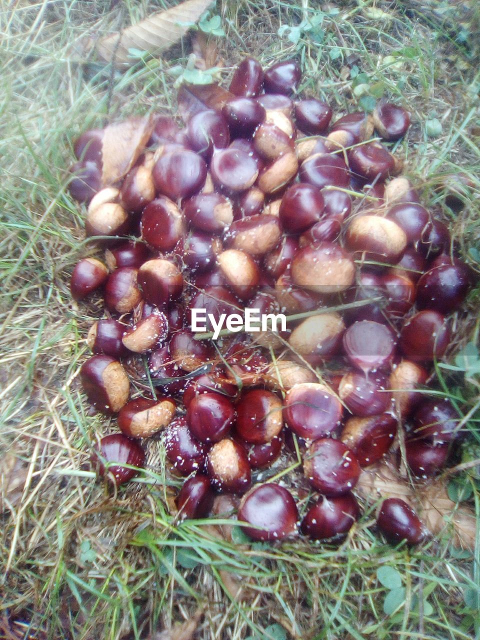 CLOSE-UP OF FRUITS ON TREE