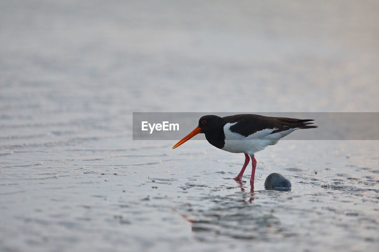 Oystercatcher searching for food in the wadden sea