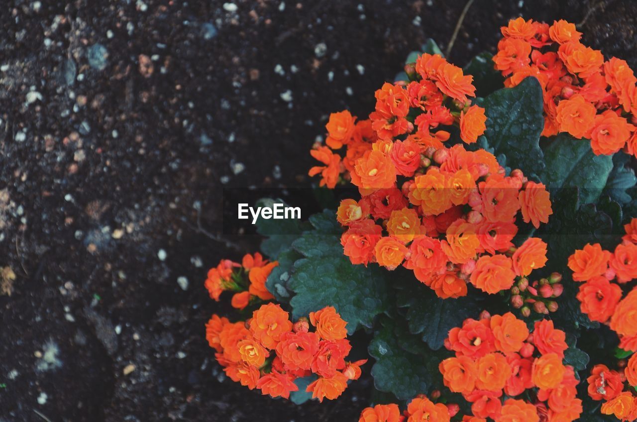 HIGH ANGLE VIEW OF ORANGE FLOWER PLANT