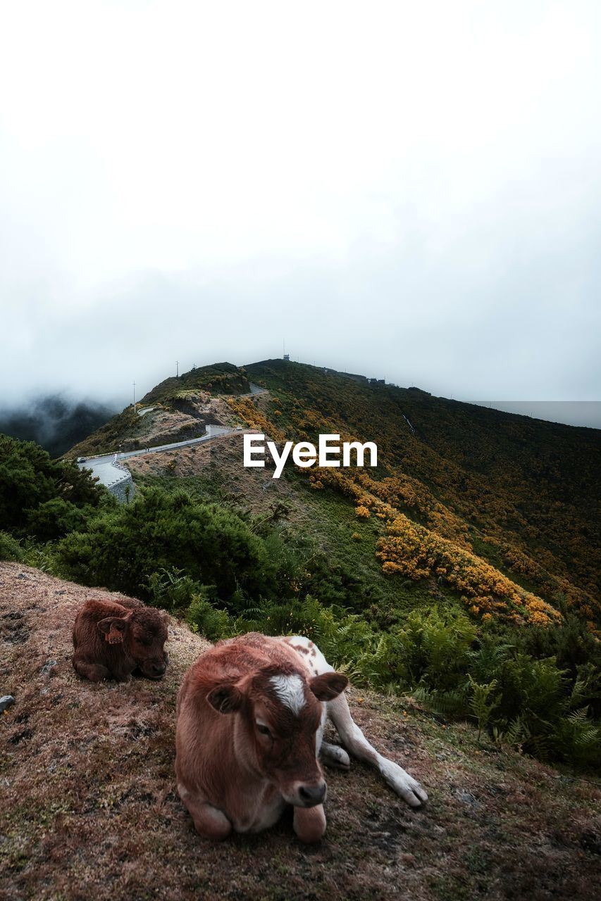 view of cow on field against sky