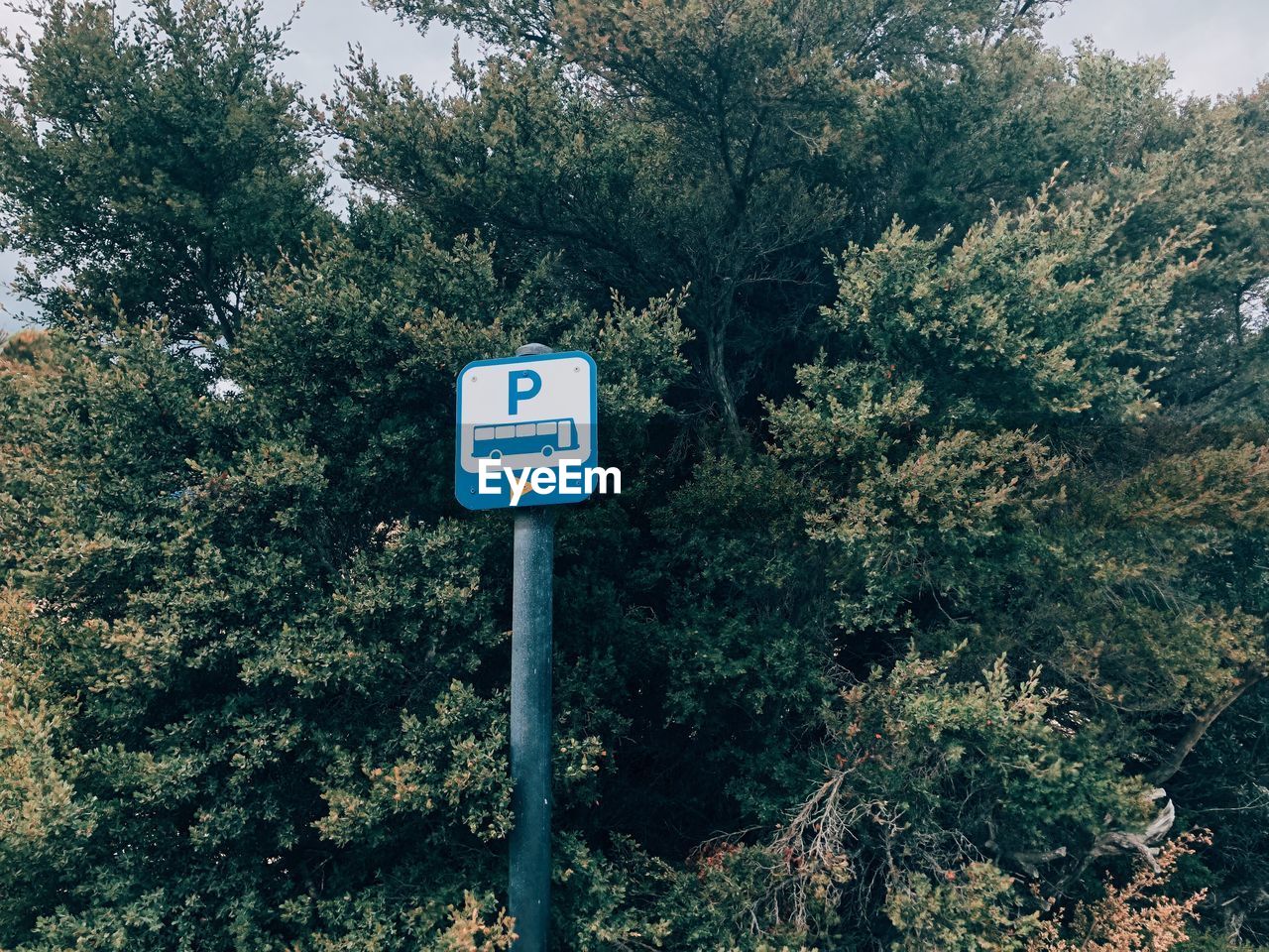 Road sign against trees