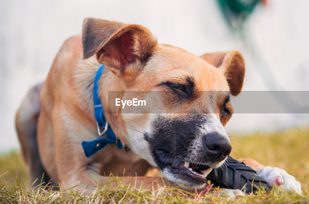 Close-up of dog playing with rubber toy