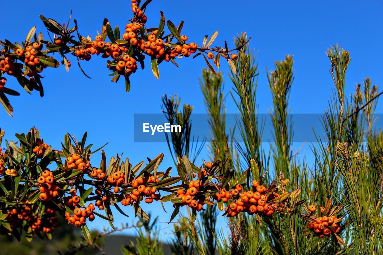 Low angle view of plants against blue sky