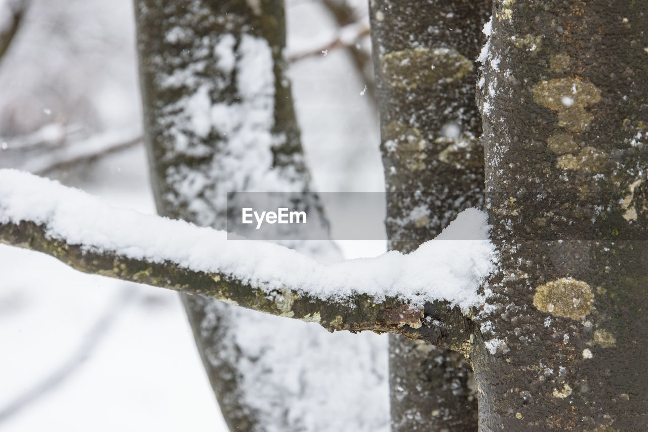 CLOSE-UP OF SNOW ON TREE