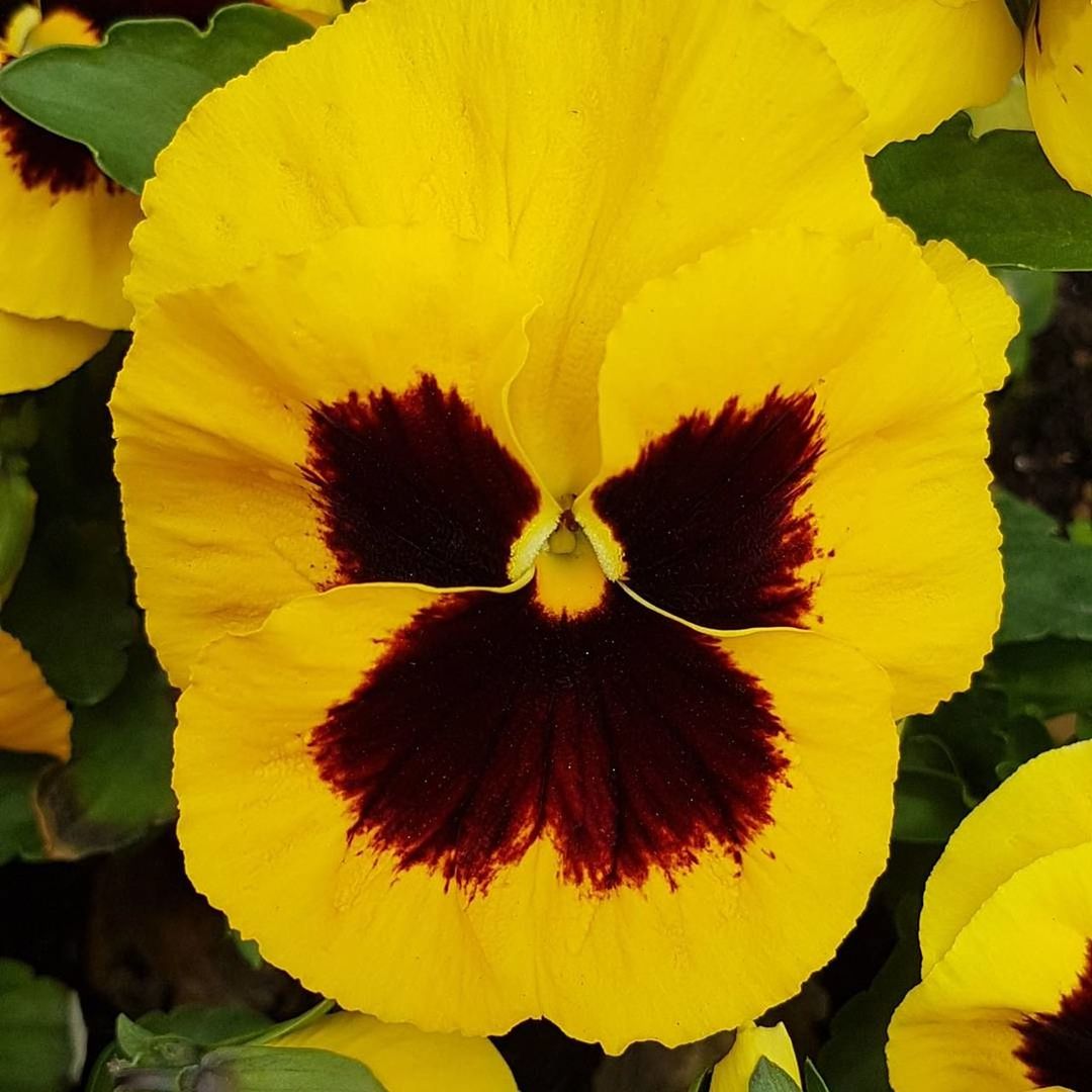 FULL FRAME SHOT OF YELLOW FLOWER