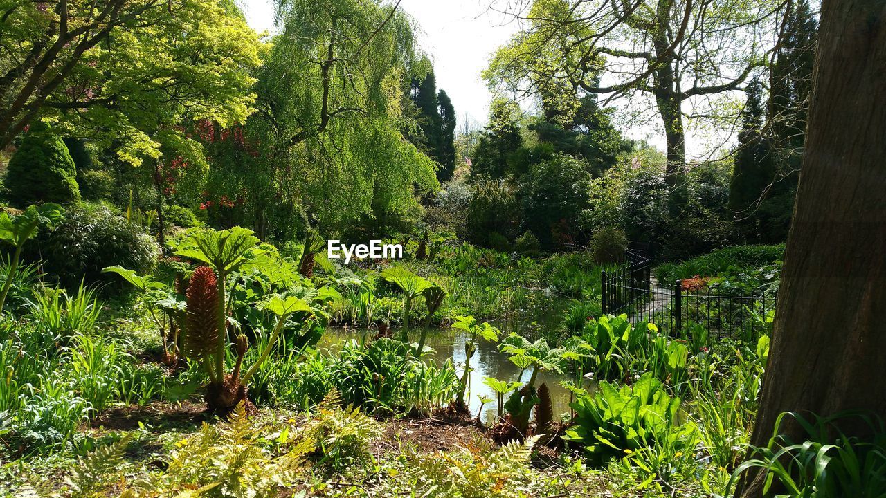 Plants and trees at fletcher moss botanical garden