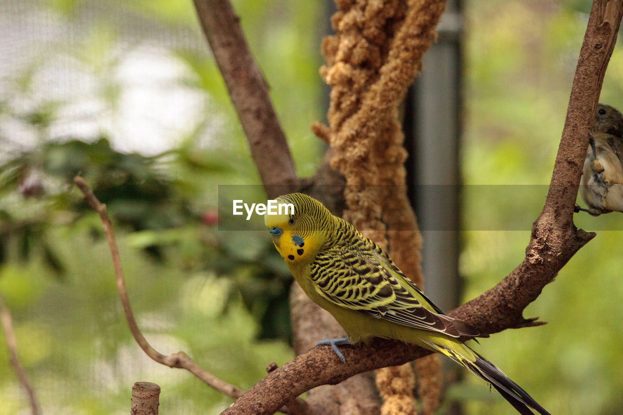 Yellow budgerigar parakeet bird melopsittacus undulatus perches on a branch, eating seed.