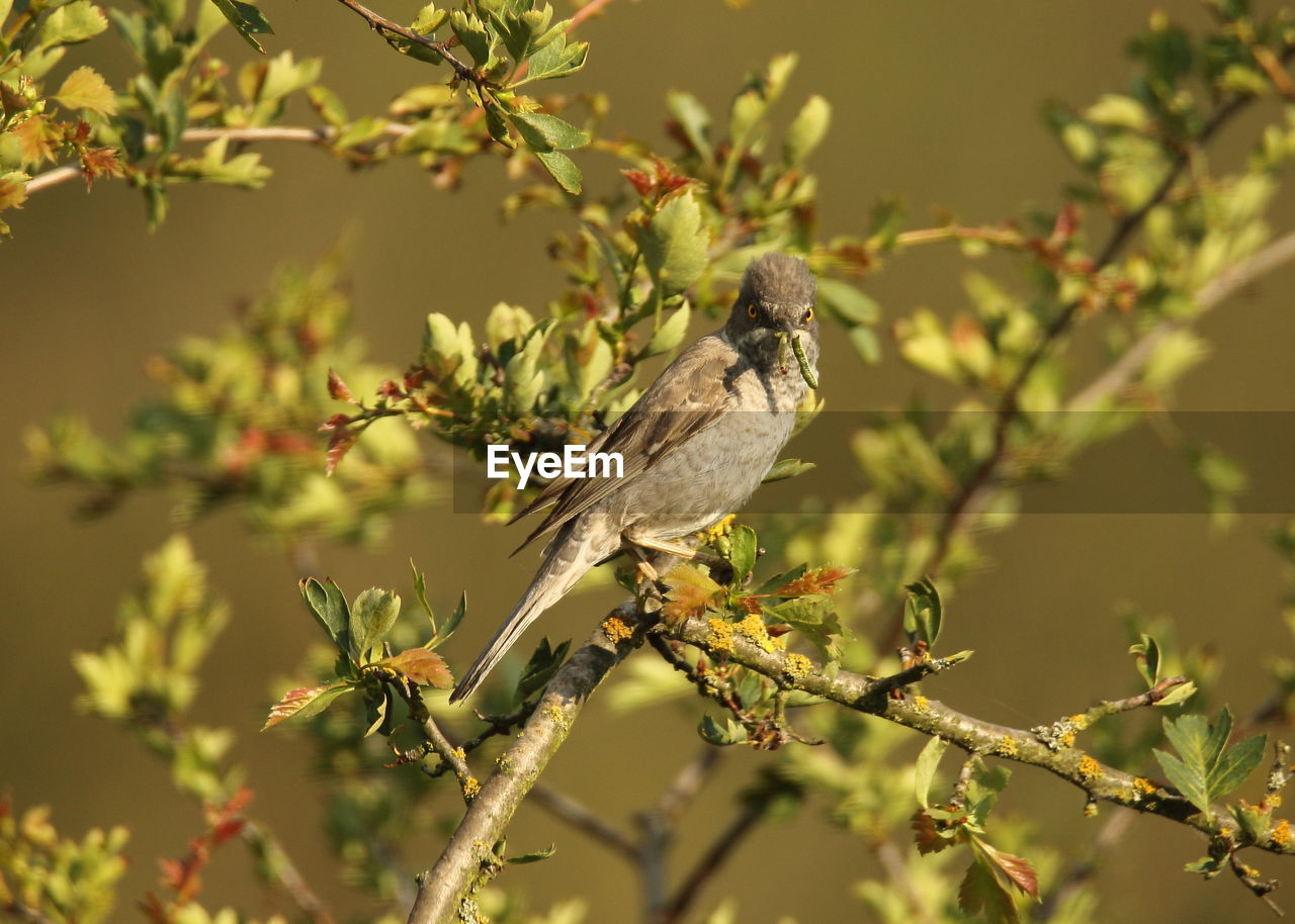 CLOSE-UP OF BIRD PERCHING ON A PLANT