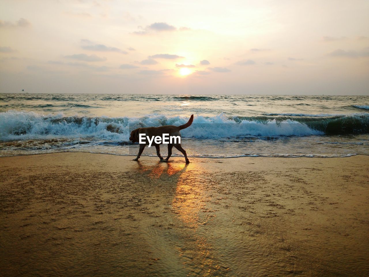 HORSE ON BEACH AGAINST SEA DURING SUNSET