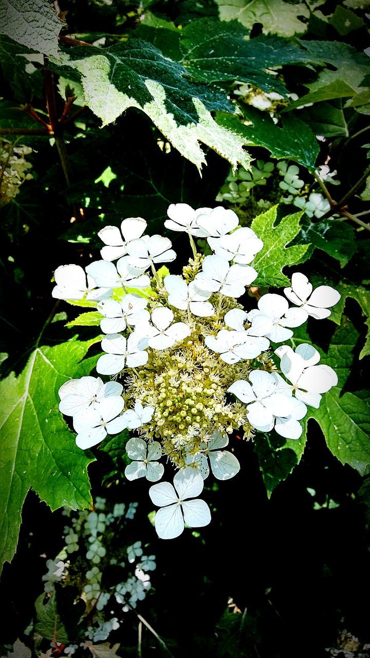 Close-up of white flowers blooming outdoors