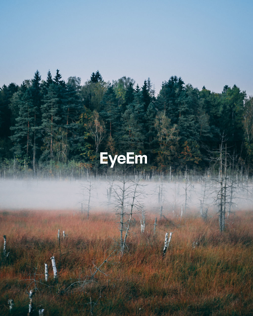 Trees on field against sky