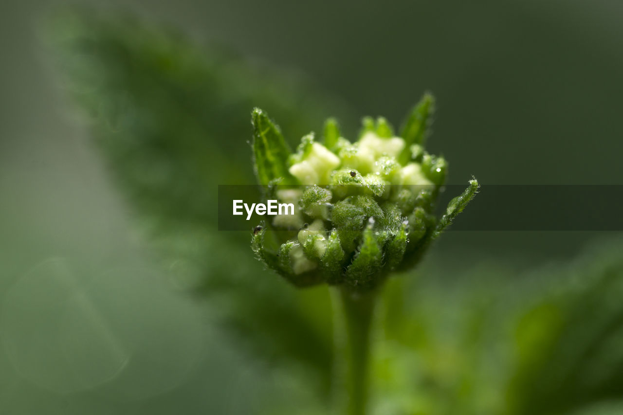 Close-up of bud by leaves