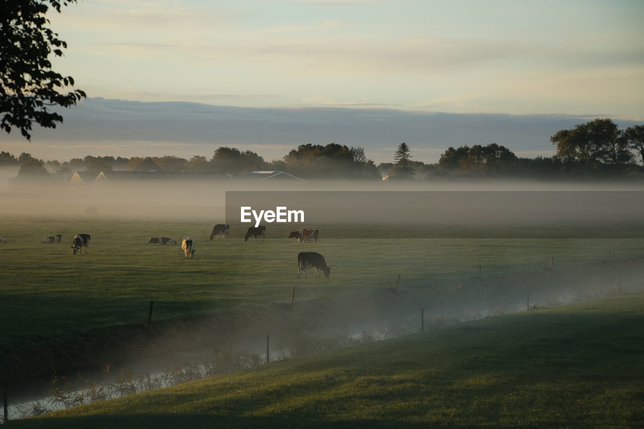 Cows grazing on field by sunrise and morning fog. village and trees at background