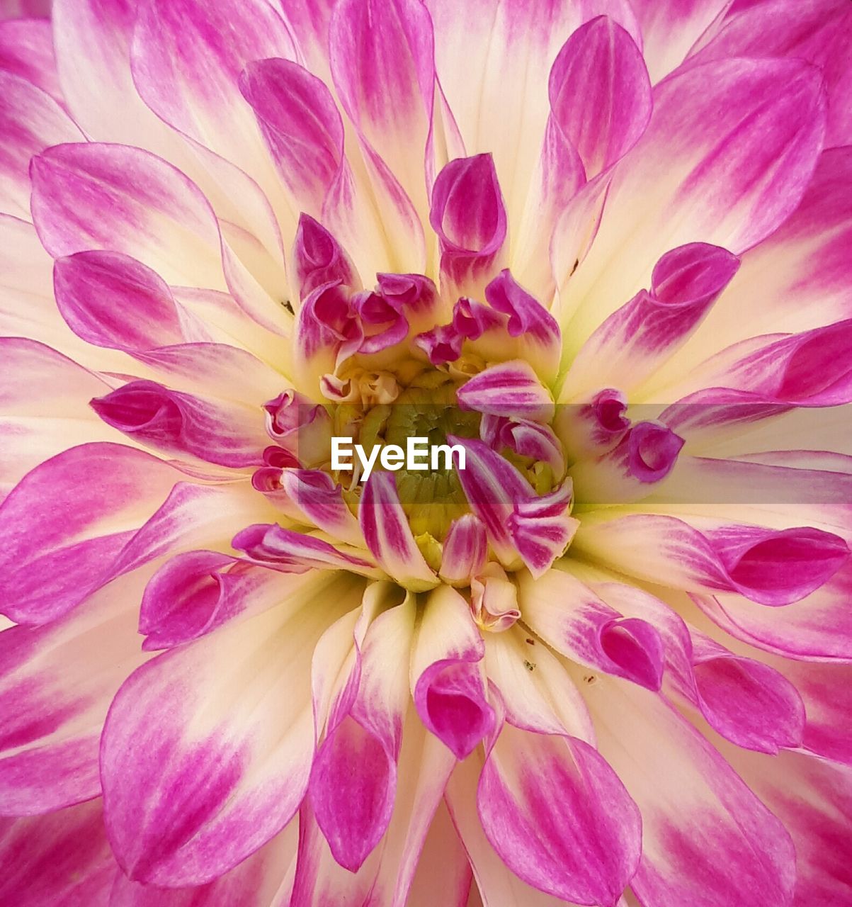 FULL FRAME SHOT OF PINK FLOWER