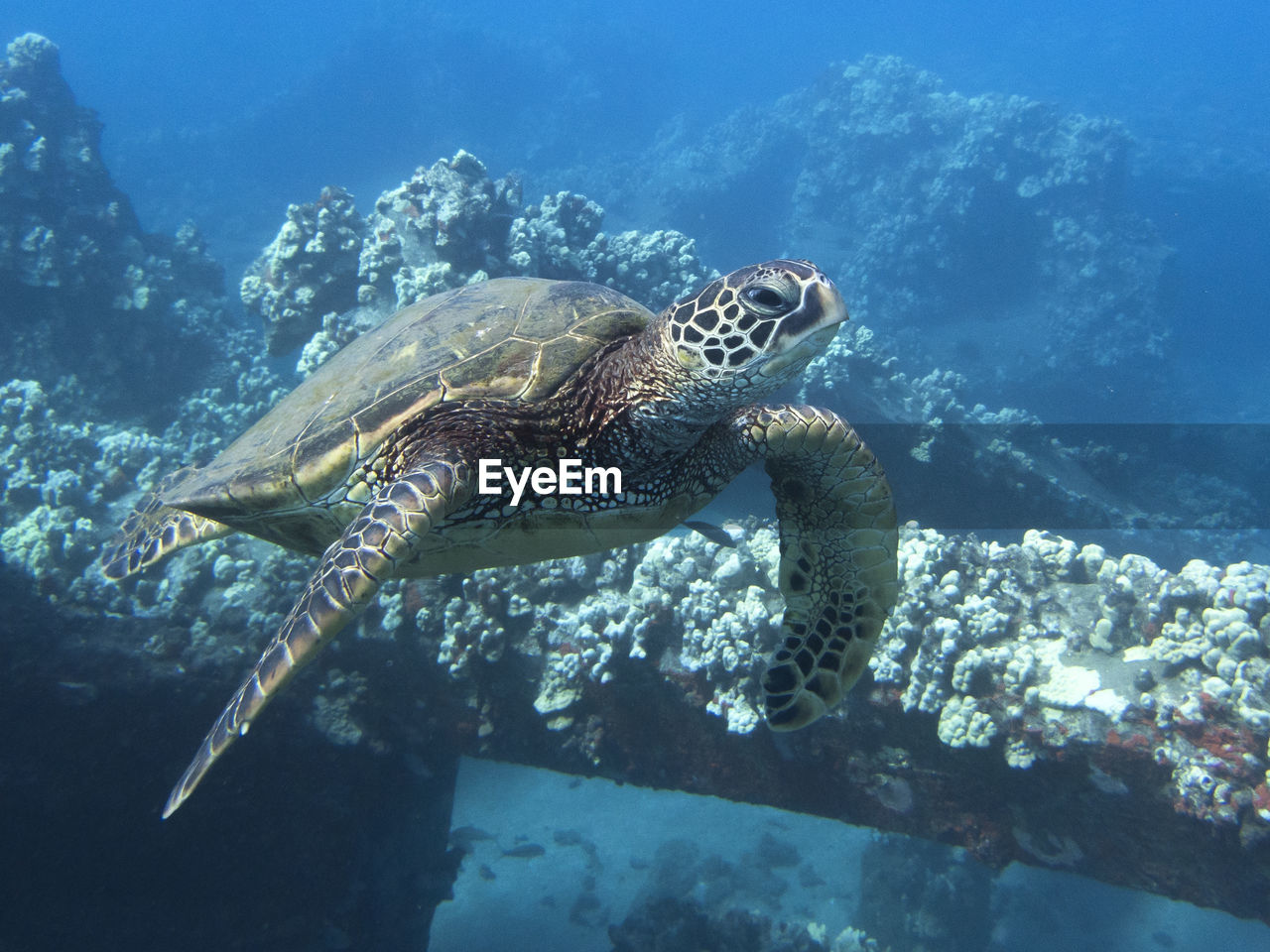 View of turtle swimming in sea