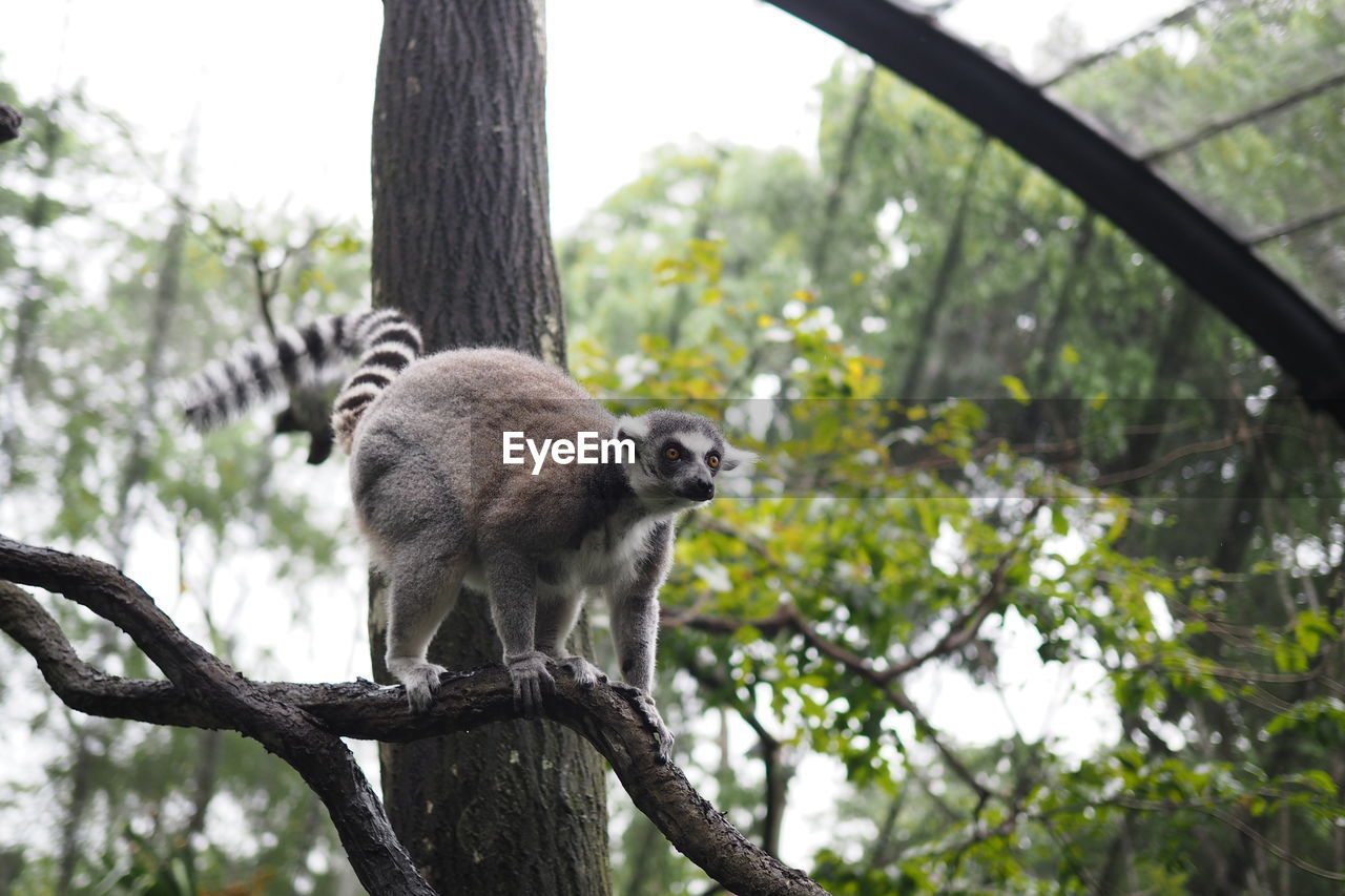 LOW ANGLE VIEW OF MONKEY SITTING ON BRANCH