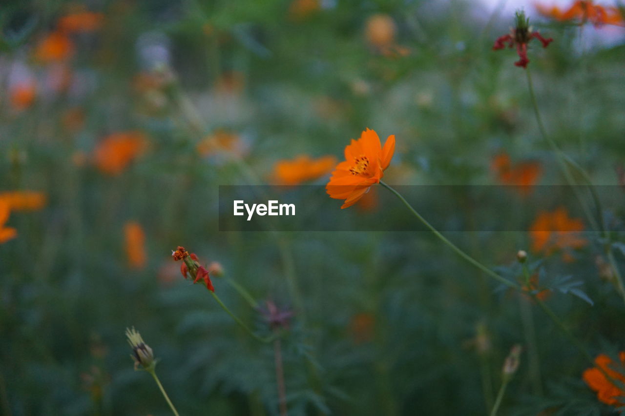 CLOSE-UP OF ORANGE FLOWERING PLANT