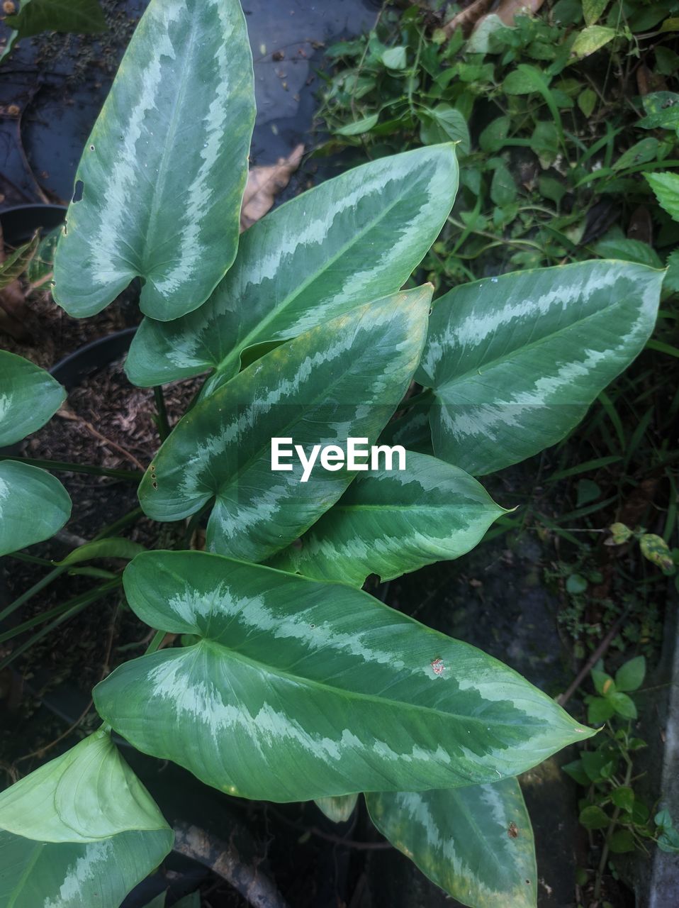 leaf, growth, plant part, green, plant, nature, beauty in nature, high angle view, no people, flower, day, land, field, freshness, close-up, outdoors, wet, water, botany, drop