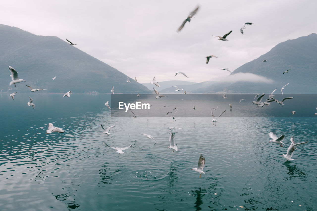 Seagulls flying over sea against sky