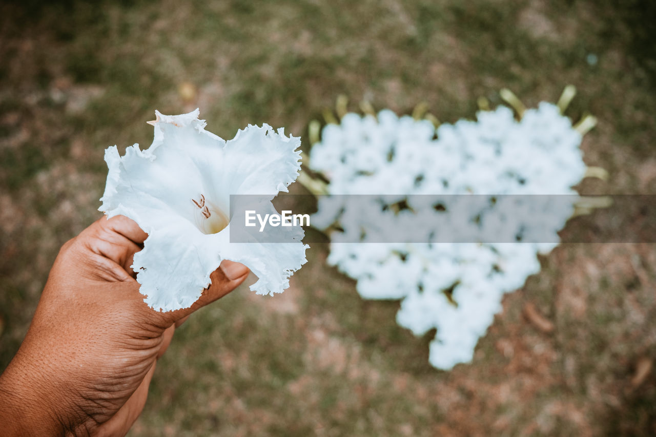 Cropped image of hand holding white flower