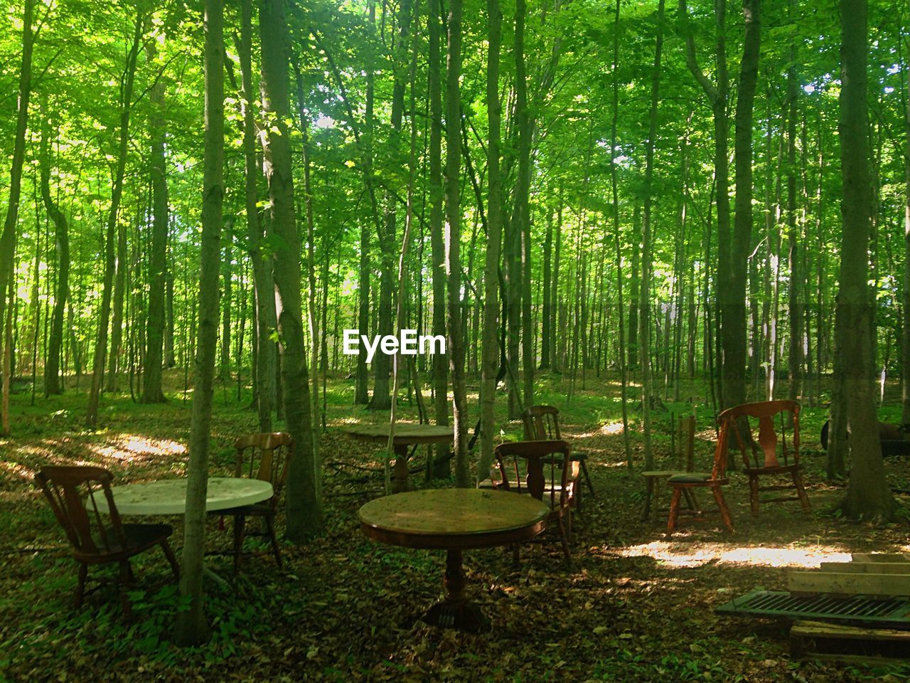 Table and chairs by trees in forest