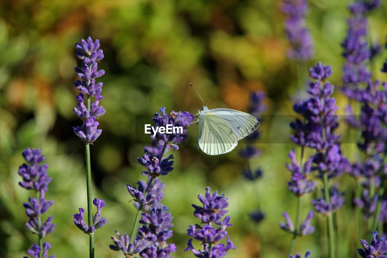Close-up of butterfly on purple flowers