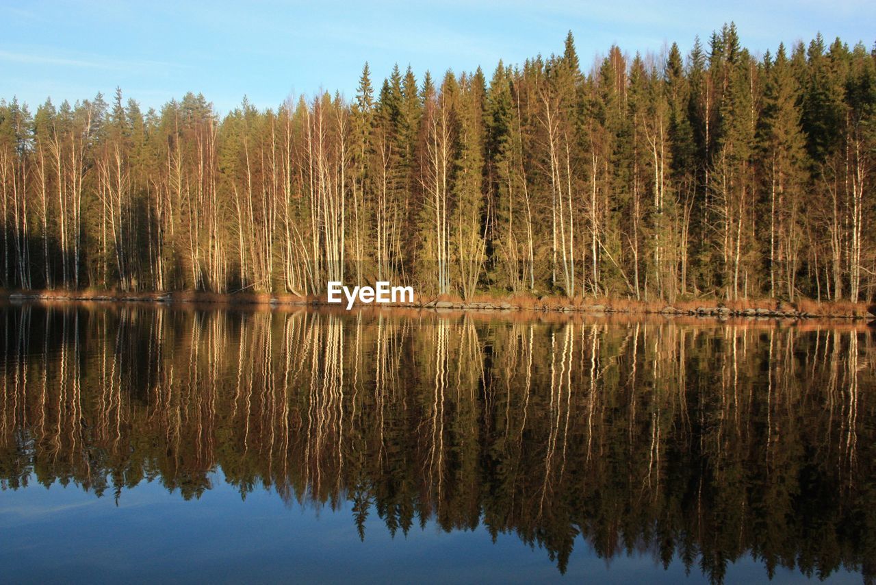 Scenic view of calm lake with trees reflection