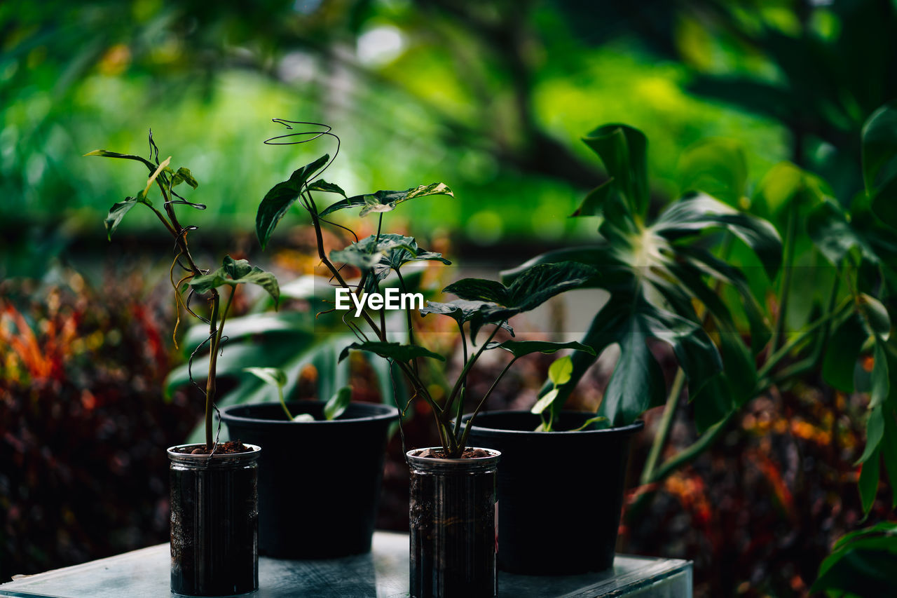 green, plant, nature, flower, plant part, leaf, growth, no people, food and drink, food, houseplant, potted plant, outdoors, focus on foreground, sunlight, beauty in nature, tree, grass, branch, environment, freshness, table, light, flowering plant, flowerpot