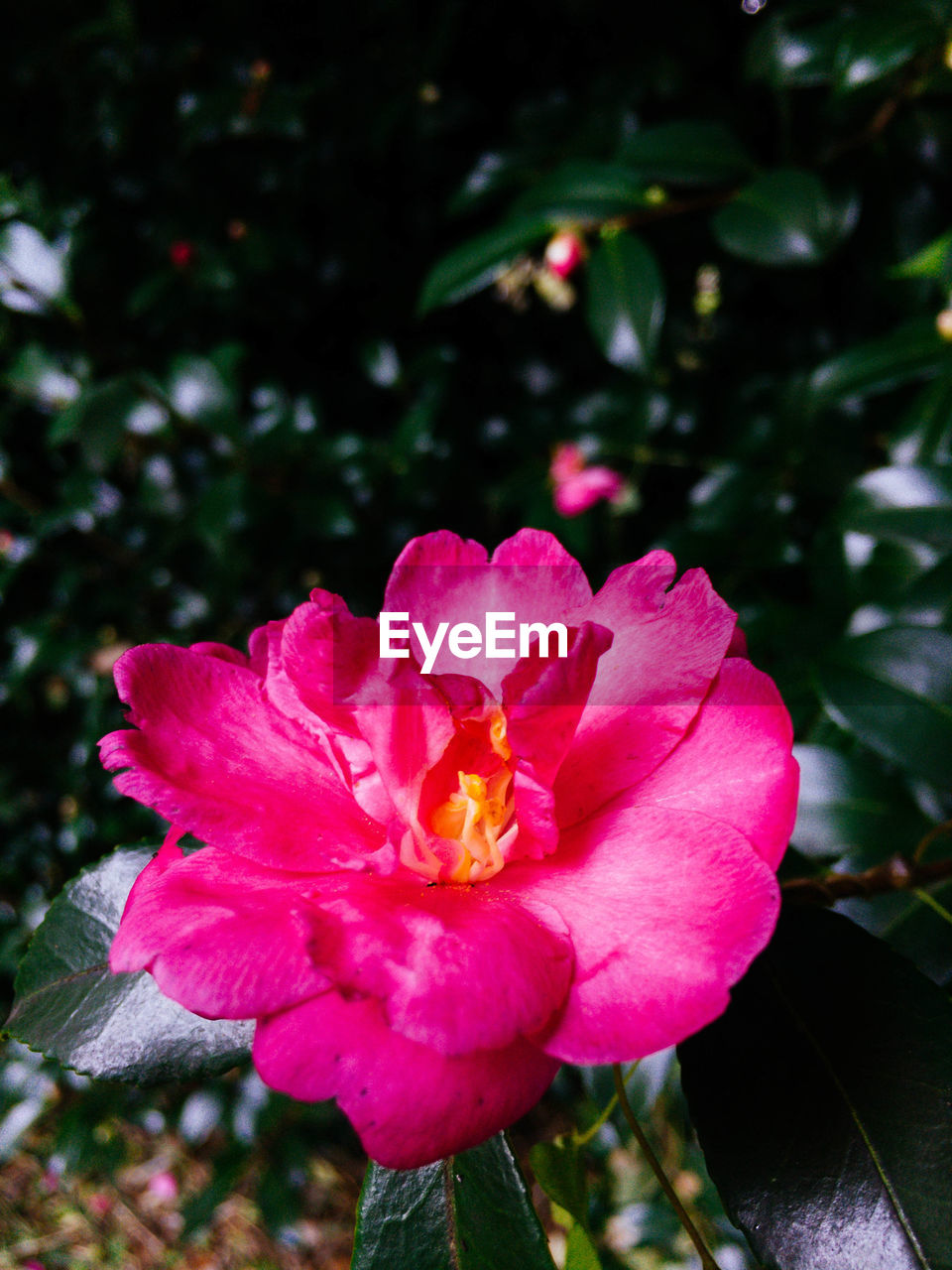 CLOSE-UP OF PINK FLOWER BLOOMING IN PARK