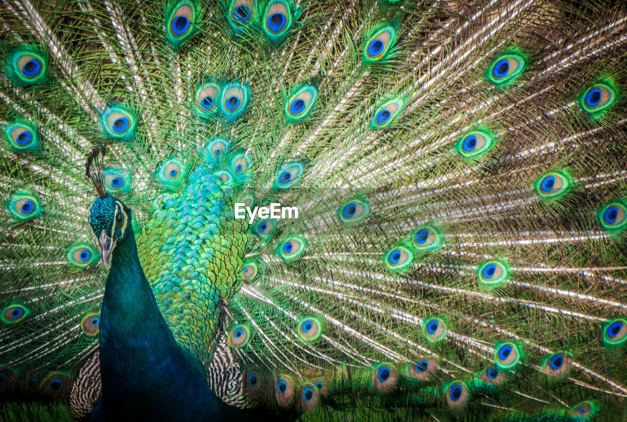 CLOSE-UP OF PEACOCK WITH FEATHERS IN BLUE BACKGROUND