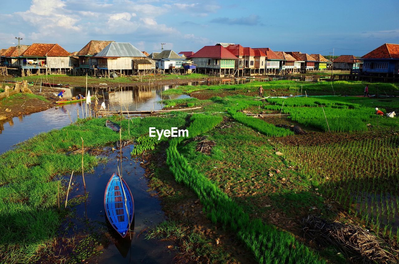 Scenic view of  green village and paddy field