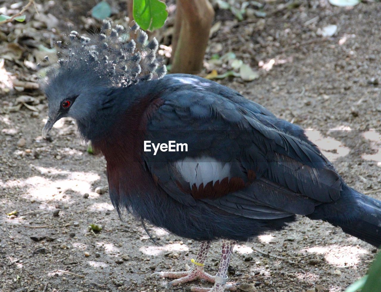 CLOSE-UP OF BIRD PERCHING ON GROUND