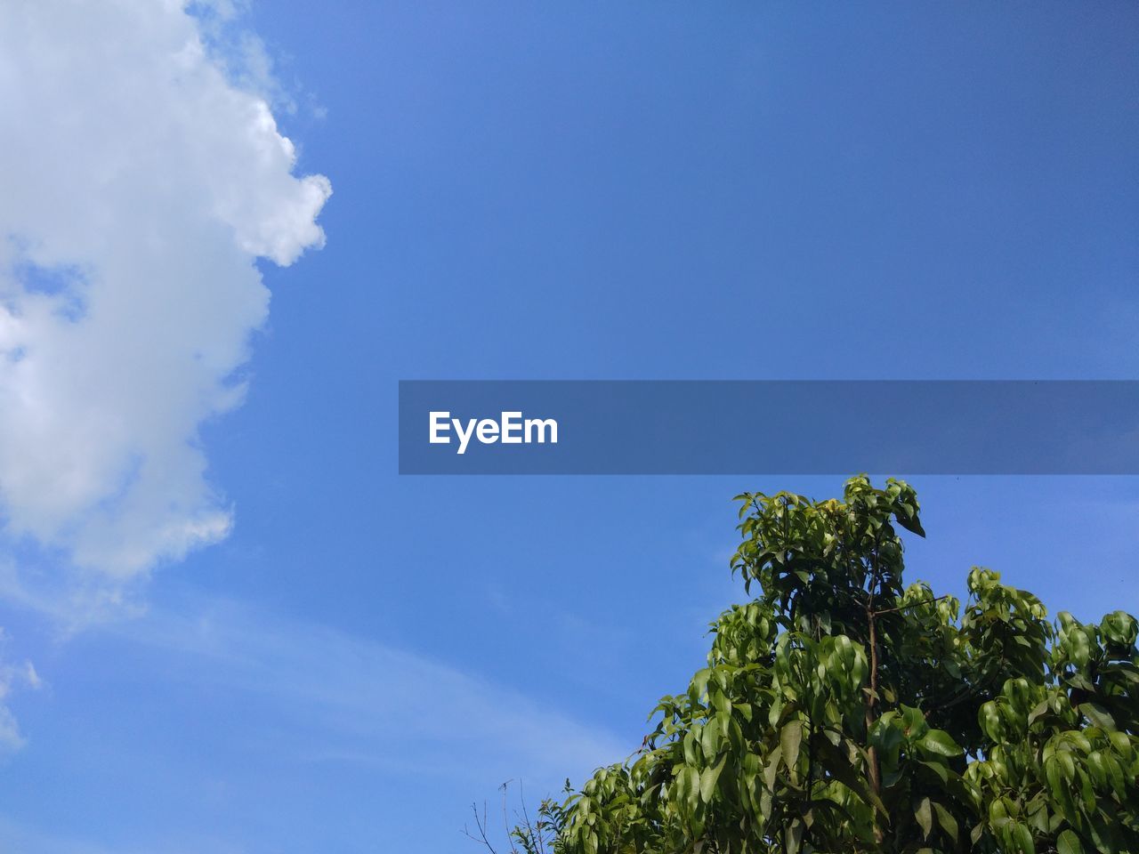 LOW ANGLE VIEW OF TREE AGAINST SKY