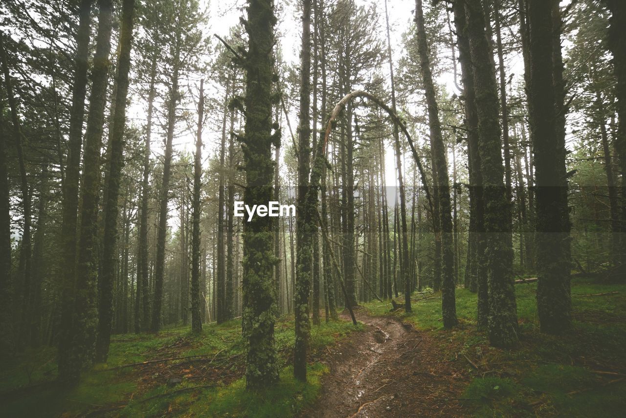 Idyllic shot of trees in green forest