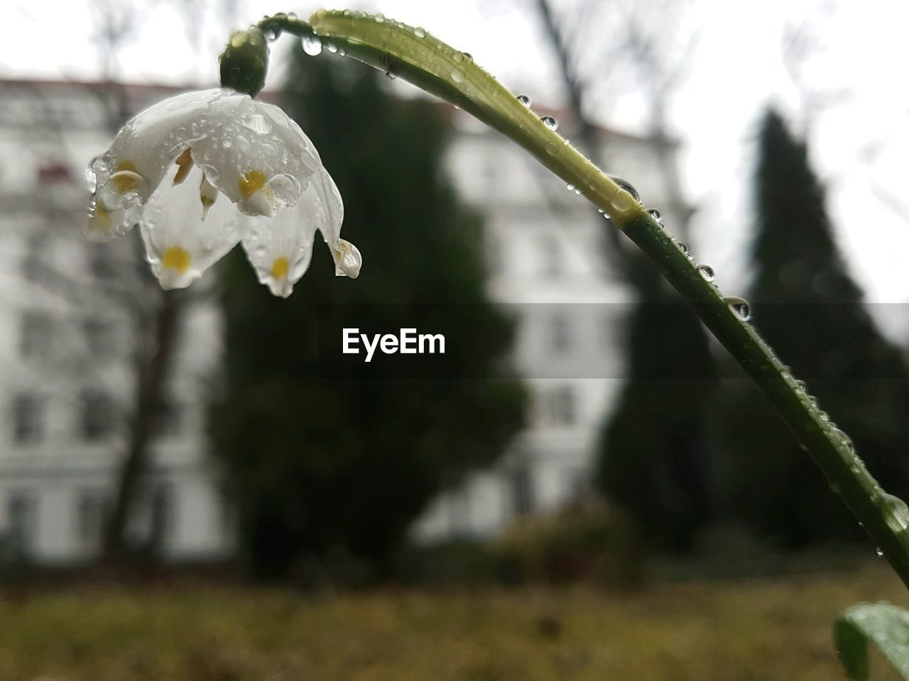 CLOSE-UP OF FRESH FLOWER WITH WATER DROPS