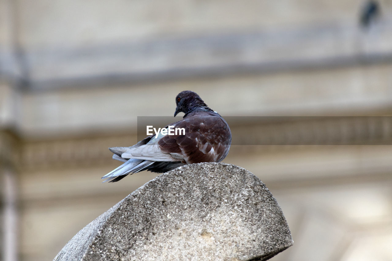 Close-up of bird perching