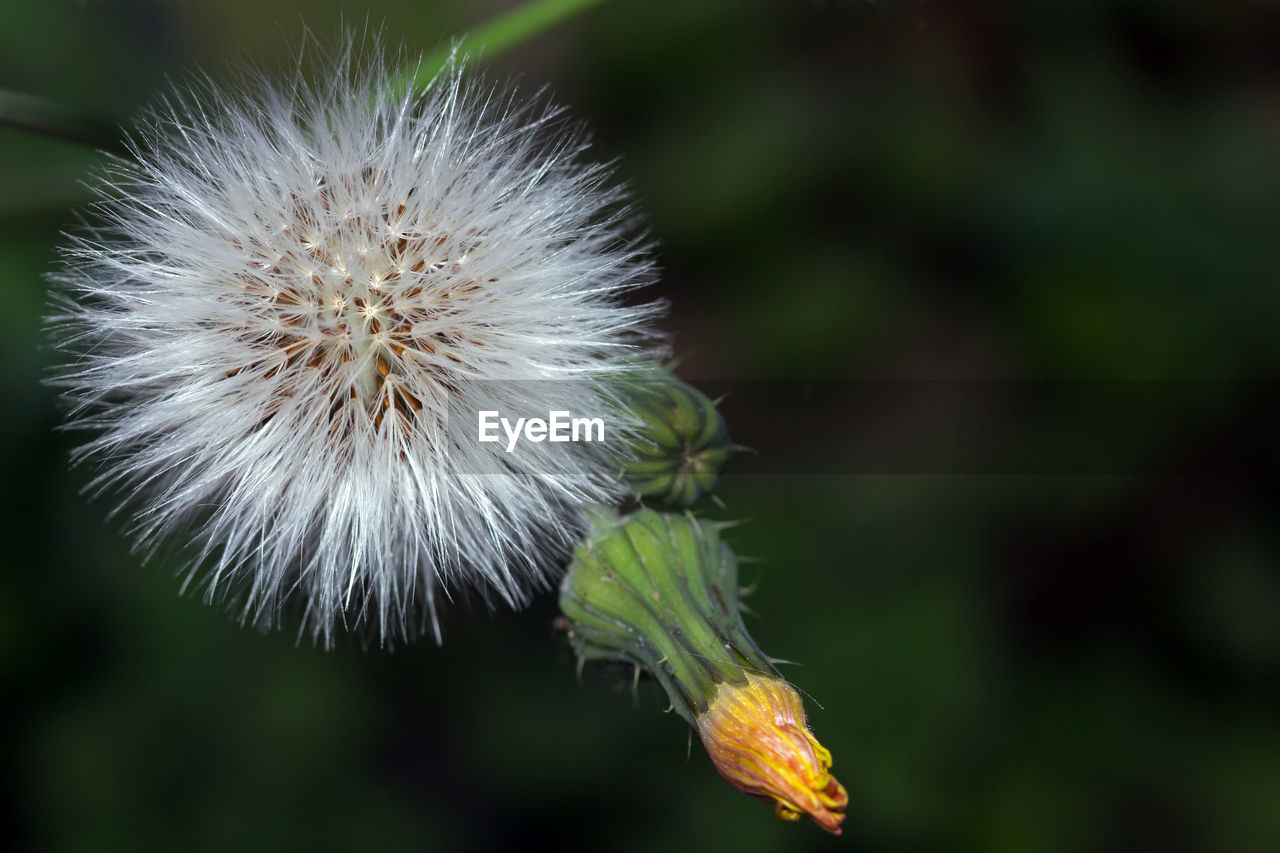 CLOSE-UP OF FLOWER OUTDOORS