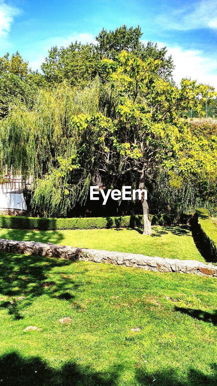 VIEW OF TREES ON LANDSCAPE