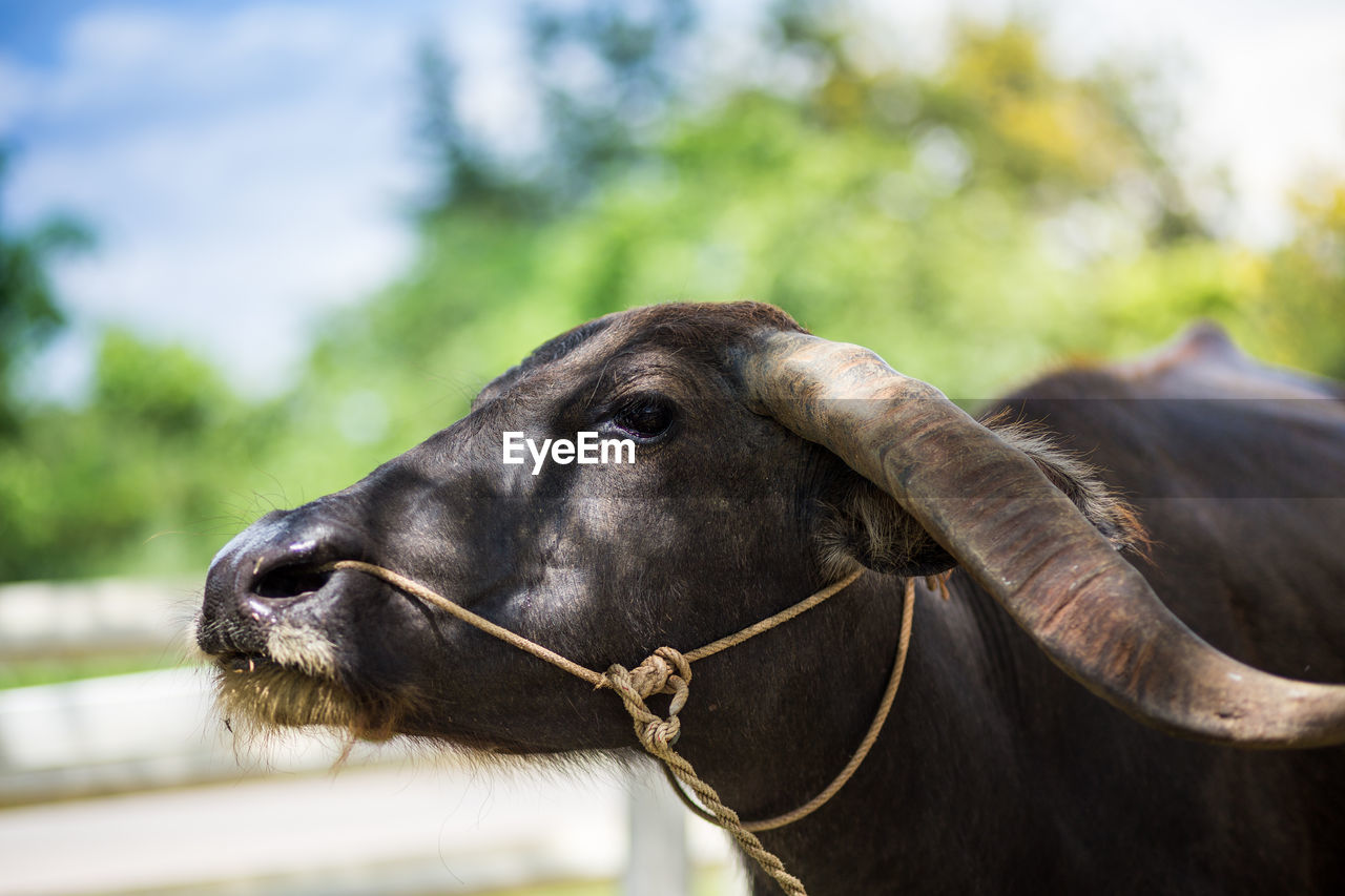 Close-up of buffalo